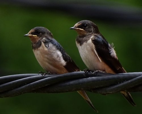 Golondrinas en Galicia