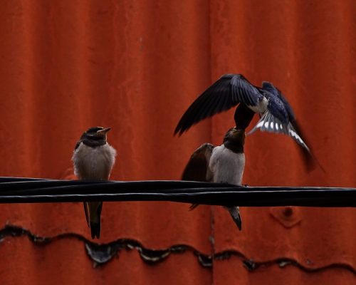 Golondrinas en Galicia