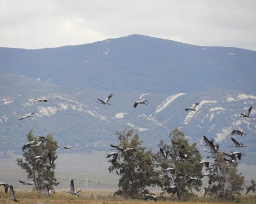 Grullas en la antigua Laguna de la Janda