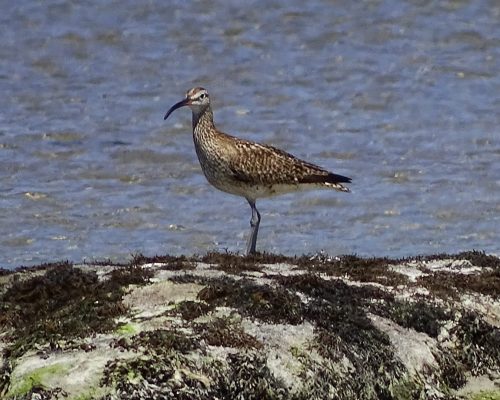 Zarapito real en Galicia