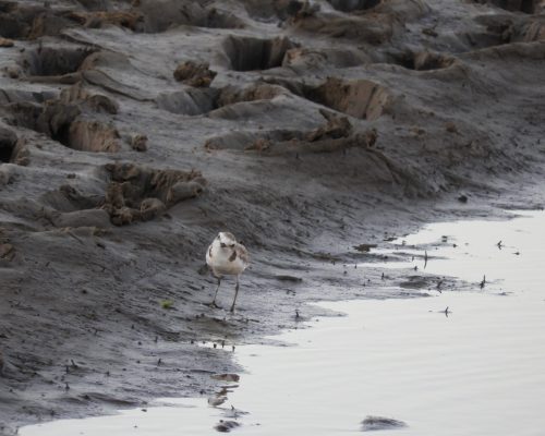 Chorlitejo patinegro en arroyo Conilete (Conil)
