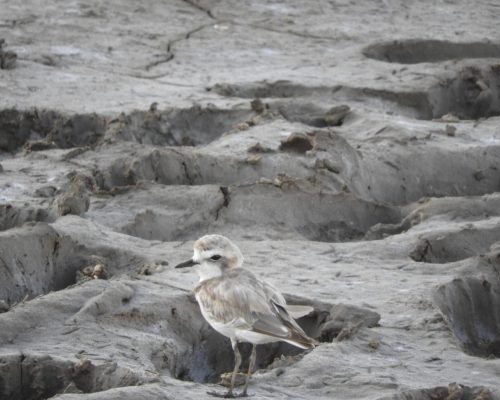 Chorlitejo patinegro en el arroyo Colinete (Conil)