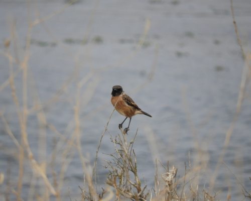 Tarabilla común macho en la marisma de Barbate