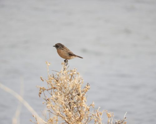 Tarabilla común hembra en la marisma de Barbate