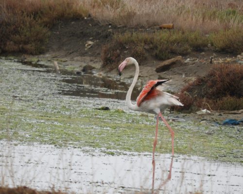 Flamenco en la marisma de Barbate