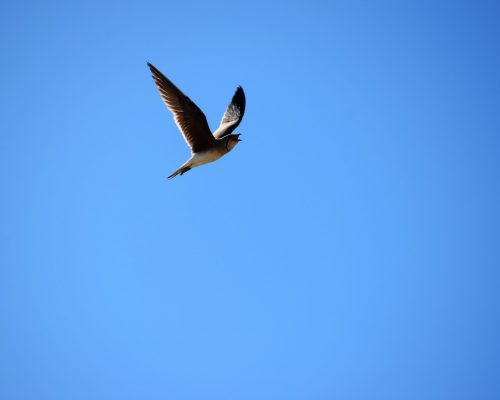 Canastera común en la marisma de Barbate
