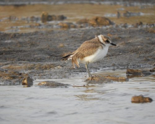 Chorlitejo patinegro en arroyo Conilete (Conil)