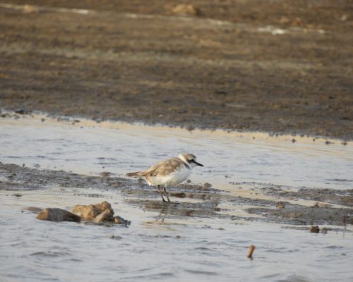 Chorlitejo patinegro en arroyo Conilete (Conil)