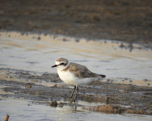 Chorlitejo patinegro en arroyo Conilete (Conil)
