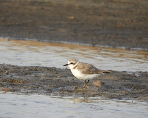 Chorlitejo patinegro en arroyo Conilete (Conil)
