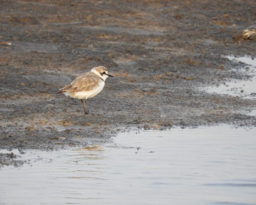 Chorlitejo patinegro en arroyo Conilete (Conil)