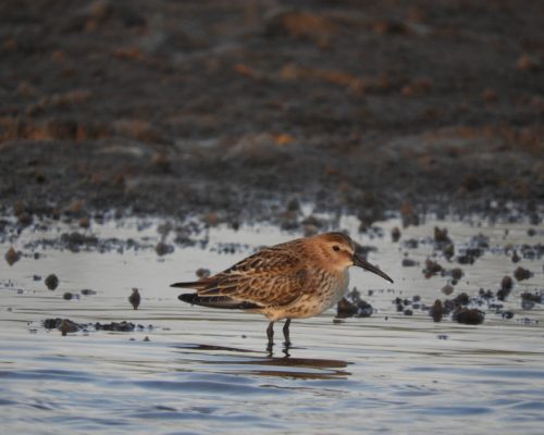 Correlimos común en el arroyo Conilete de Conil