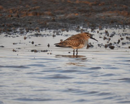 Correlimos común en el arroyo Conilete de Conil