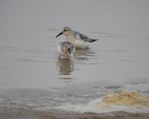 Playeritos blancos en arroyo Conilete ( El Palmar)