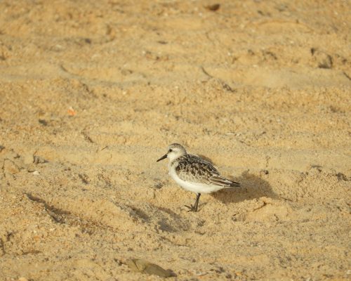 Playerito en el arroyo Conilete  (El Palmar)