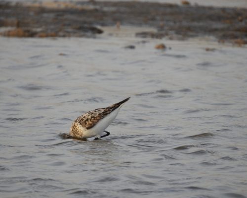 Playerito blanco en el arroyo Conilete (El Palmar)