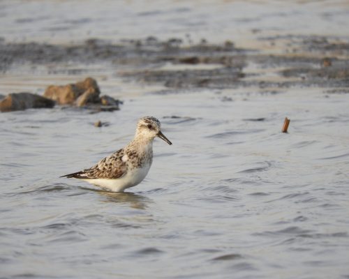 Playerito blanco en el arroyo Conilete (El Palmar)