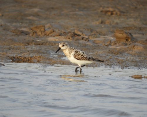 Playerito blanco en el arroyo Conilete (El Palmar)