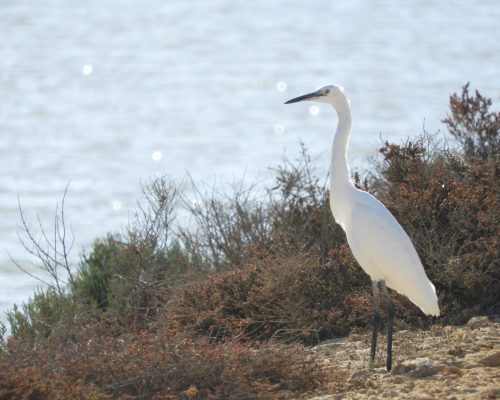 Garceta en la marisma de Barbate