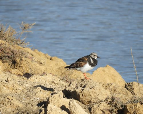 Vuelvepiedras en la marisma de Barbate