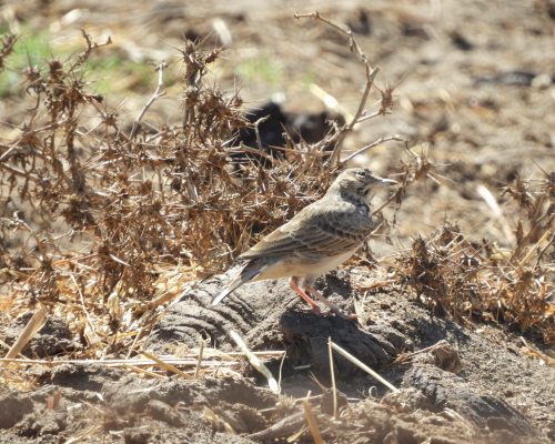 Cogujada común en la marisma de Barbate