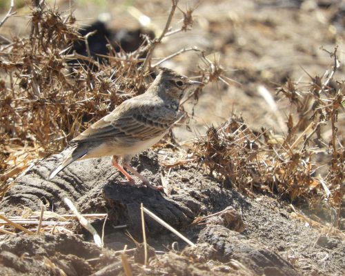 Cogujada común en la marisma de Barbate