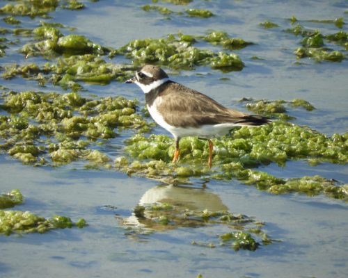 Chorlitejo en la marisma de Barbate