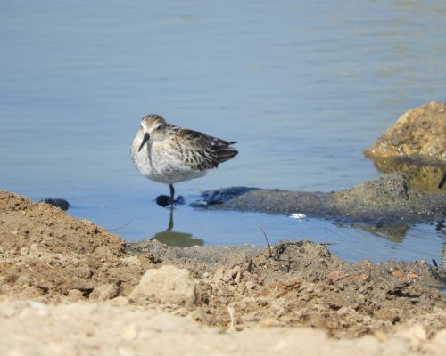 Correlimos tridáctilo en la marisma de Barbate