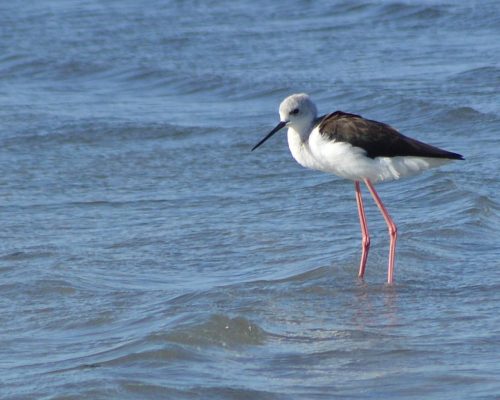 Cigüeñuela (Marismas de Cetinas, Puerto Real)