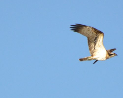 Águila pescadora (Marisma de Cetina, Puerto Real)