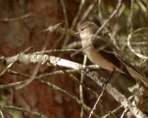 Papamoscas cerrojillo (Dunas de San Antón, El Puerto de Santa María)