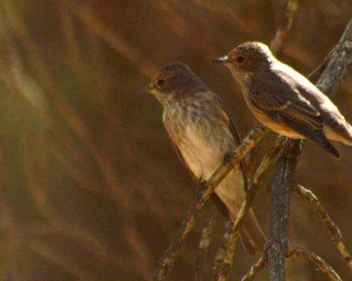 Papamoscas gris (Dunas de San Antón, El Puerto de Santa María)