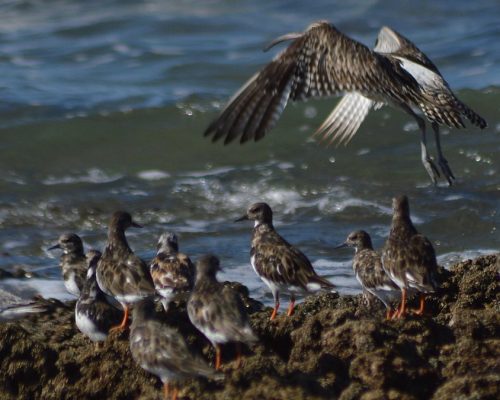 Zarapito trinador en Santa Catalina (El Puerto de Santa María)