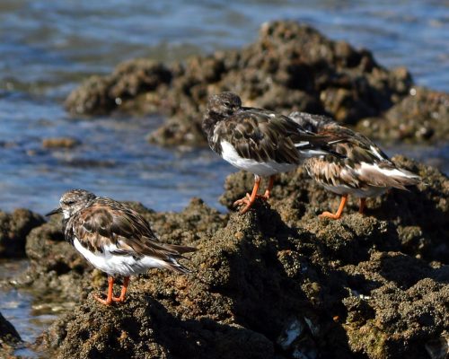Vuelvepiedras en Santa Catalina (El Puerto de Santa María))