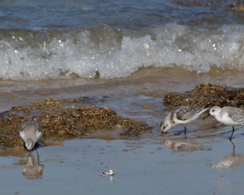 Correlimos tridáctilo en Santa Catalina (El Puerto de Santa María)
