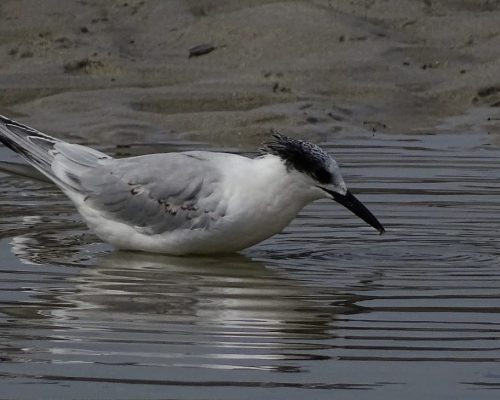 Charrancito en Galicia