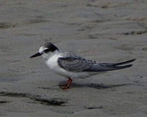Charrancito en Galicia