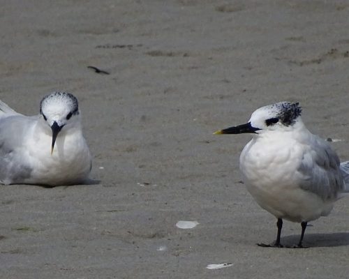 Charrancitos en Galicia