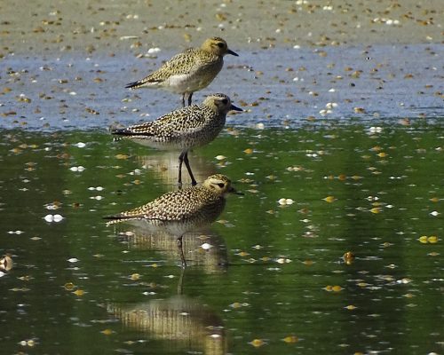 Chorlitos dorados en Galicia