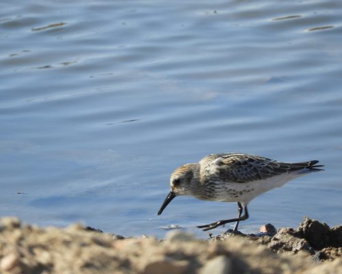 Correlimos tridáctilo en la marisma de Barbate