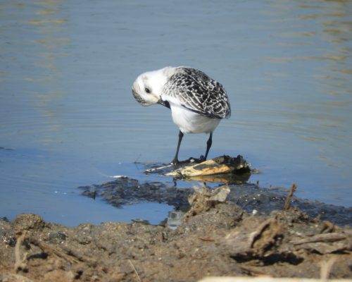 Correlimos tridáctilo en la marisma de Barbate