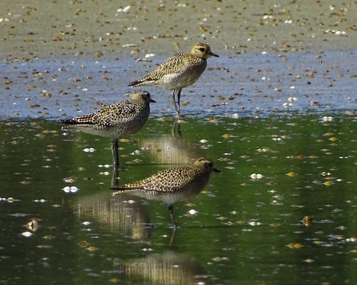 Chorlitos dorados en Galicia