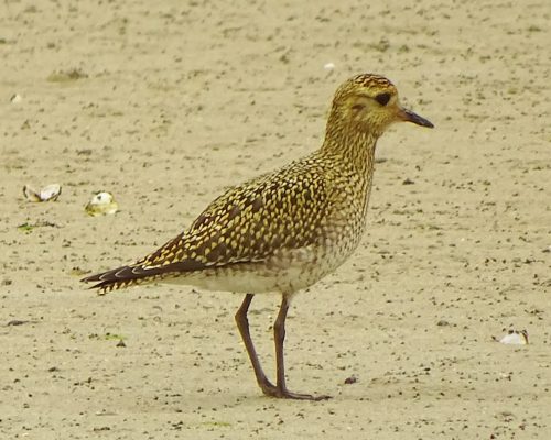 Chorlito dorado en Galicia