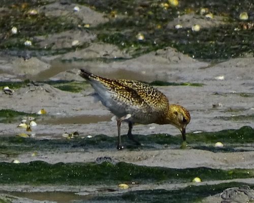 Chorlito dorado en Galicia