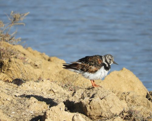 Vuelvepiedras en la marisma de Barbate