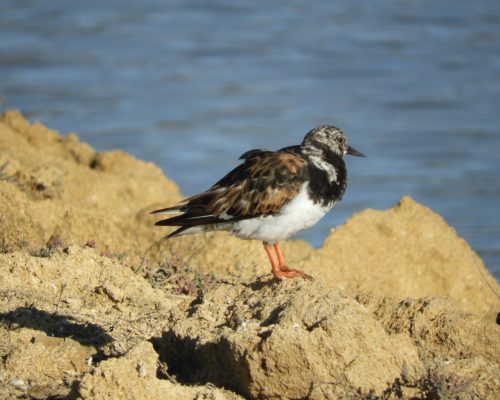 Vuelvepiedras  en la marisma de Barbate