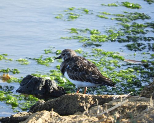 Vuelvepiedras en la marisma de Barbate