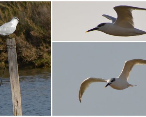 Charrán patinegro en Los Toruños