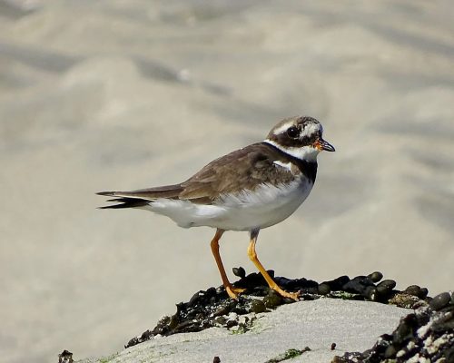 Chorlitejo grande en Galicia
