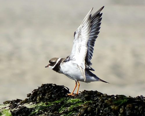 Chorlitejo grande en Galicia